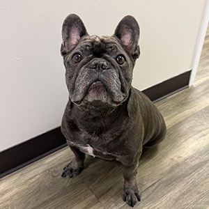 Meet Oliver – Office Greeter & Certified Good Boy at Arizona Foot and Ankle Physicians in Scottsdale, AZ