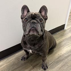 Meet Oliver – Office Greeter & Certified Good Boy at Arizona Foot and Ankle Physicians in Scottsdale, AZ