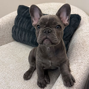 Benjamin AKA Benny – Office Greeter & Certified Good Boy at Arizona Foot and Ankle Physicians in Scottsdale, AZ