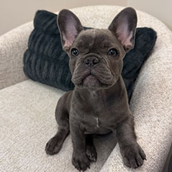 Benjamin AKA Benny – Office Greeter & Certified Good Boy at Arizona Foot and Ankle Physicians in Scottsdale, AZ